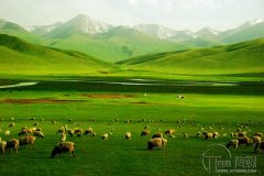 怎么運營畜牧行業(yè)微信公眾號方法大揭秘